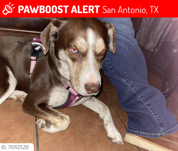 Lost Female Dog last seen Culebra , San Antonio, TX 78254