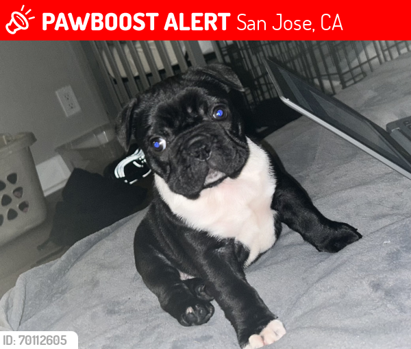 Lost Female Dog last seen Near Kaiser/ back apmt , San Jose, CA 95119