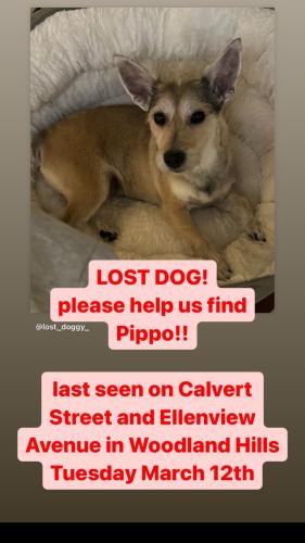 Lost Male Dog last seen Calvert , Los Angeles, CA 91367