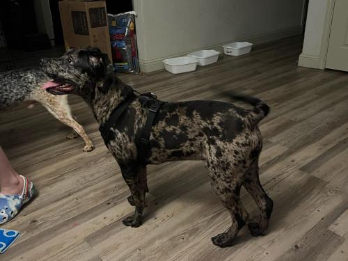 Lost Male Dog last seen Near s Archie st , Vidor, TX 77662