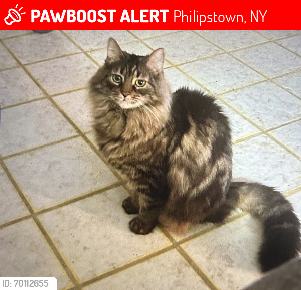 Lost Female Cat last seen Snake hill road and route 9 garrison ny, Philipstown, NY 10524