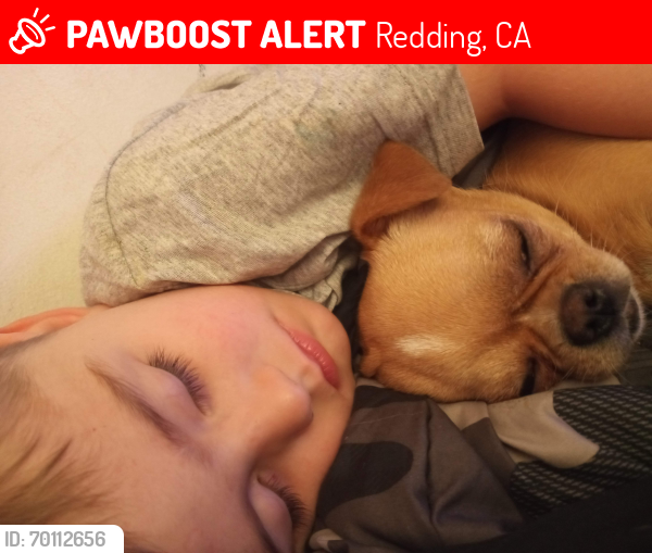 Lost Male Dog last seen Diryee and airport rd.Anderson , Redding, CA 96002