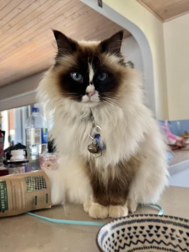 Lost Female Cat last seen In street close to Yarra Valley Strawberries on the corner of ara rd & Lauriston dr OR down the road from Coldstream Animal Aid , Coldstream, VIC 3770