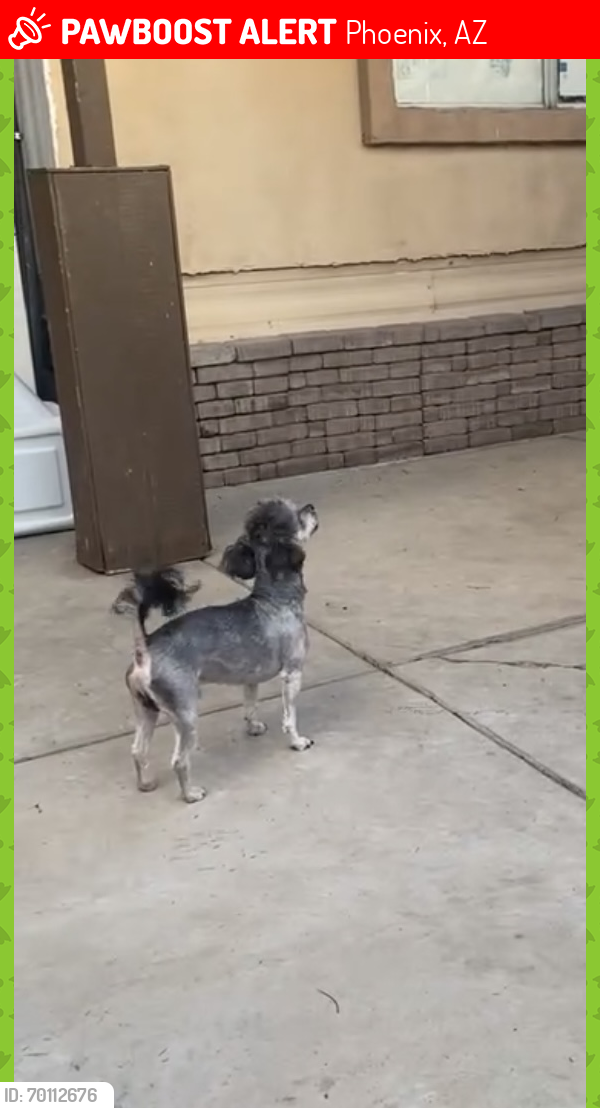 Lost Male Dog last seen 22nd ave and van burren , Phoenix, AZ 85009