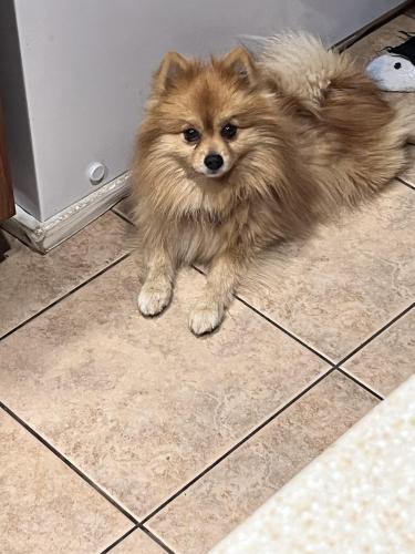 Lost Male Dog last seen Mccart ave, Fort Worth, TX 76123