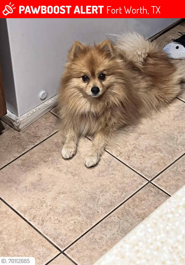 Lost Male Dog last seen Mccart ave, Fort Worth, TX 76123