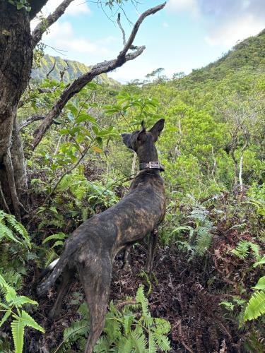 Lost Female Dog last seen Pali drive, Honolulu, HI 96817