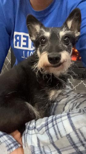 Lost Female Dog last seen Timberline Trail, Poolville, TX 76487