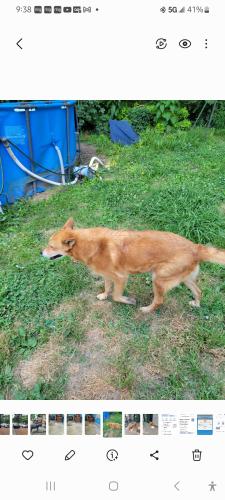 Lost Male Dog last seen Hobbs rd South parkway Huntsville , Huntsville, AL 35803