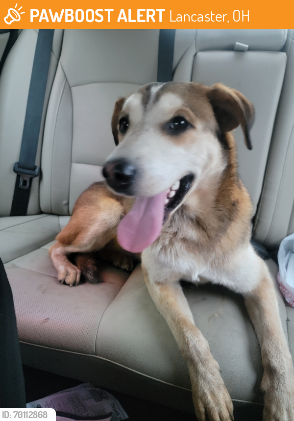 Found/Stray Male Dog last seen N. Columbus and Sixth Street, Lancaster, OH 43130