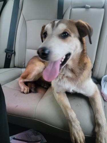 Found/Stray Male Dog last seen N. Columbus and Sixth Street, Lancaster, OH 43130