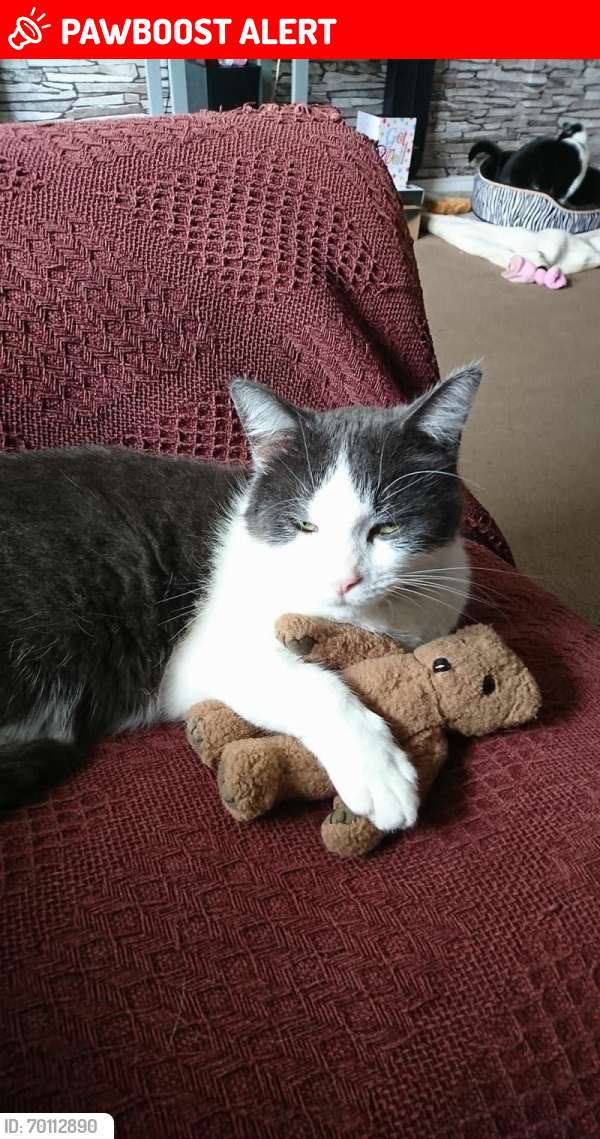 Lost Male Cat last seen 5/1 Calder Grove Edinburgh eh114nb, Edinburgh, Scotland EH11 4LX