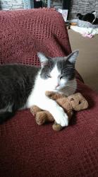 Lost Male Cat last seen 5/1 Calder Grove Edinburgh eh114nb, Edinburgh, Scotland EH11 4LX