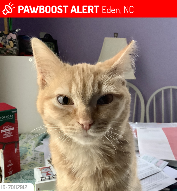 Lost Female Cat last seen S. Bethel and Delaware st. , Eden, NC 27288