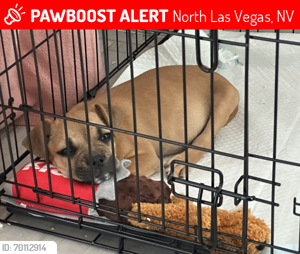 Lost Male Dog last seen Camino El Norte & Craig , North Las Vegas, NV 89032