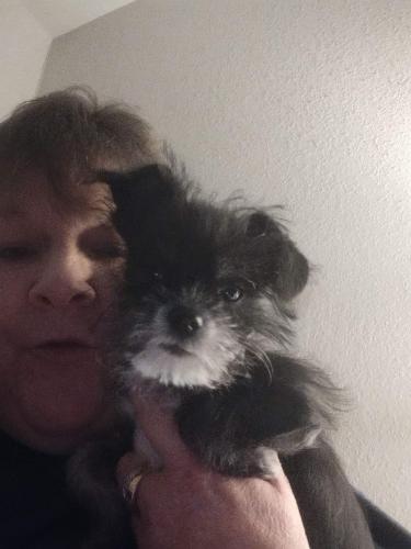 Lost Male Dog last seen Skyline motel in conway , Conway, AR 72032