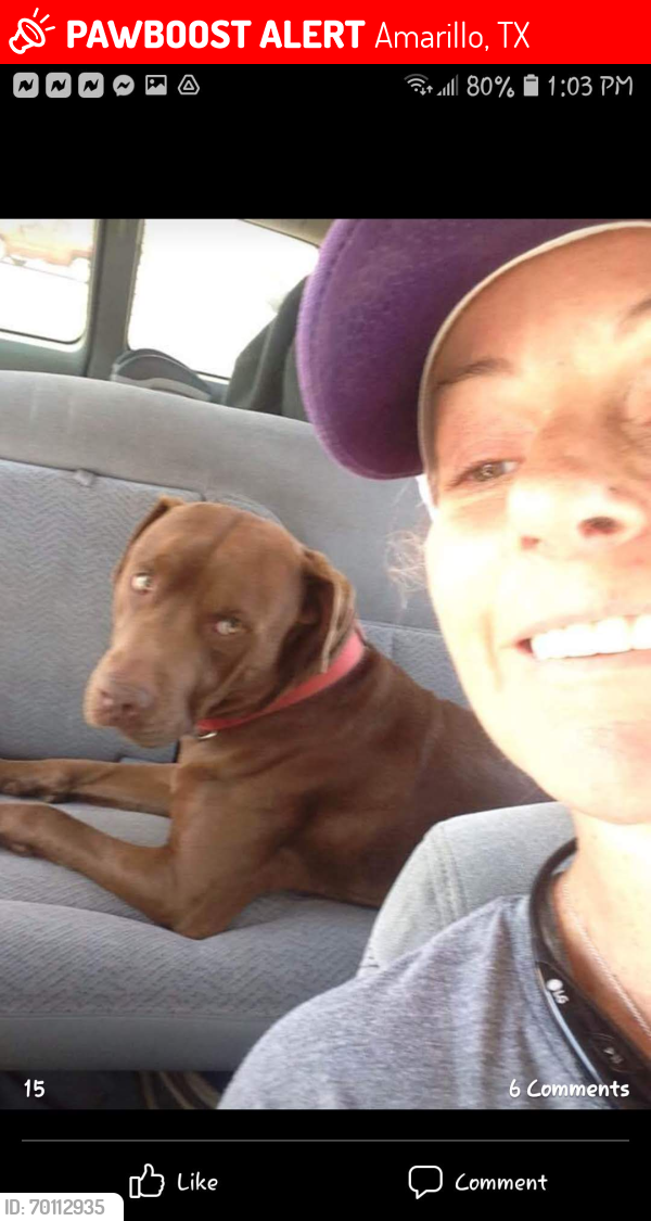 Lost Male Dog last seen United by wonderland park area, Amarillo, TX 79107