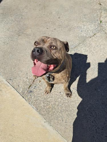Found/Stray Male Dog last seen Lakeview Dr, Lindale Ga , Lindale, GA 30147