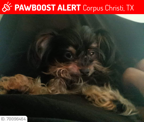 Lost Female Dog last seen Lawnview and Alameda , Corpus Christi, TX 78401