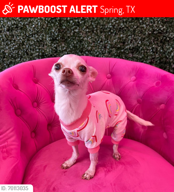 Lost Female Dog last seen Cypresswood Dr & Whitewood Dr , Spring, TX 77373