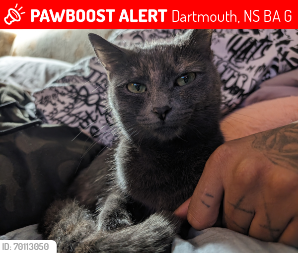 Lost Female Cat last seen Highfield, primrose, Pinecrest,... , Dartmouth, NS B3A 4G4
