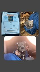 Lost Male Dog last seen Admiral & Sheridan Tulsa, Ok, Tulsa, OK 74115
