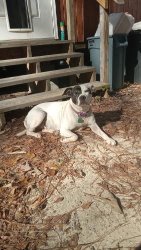 Lost Female Dog last seen Children Community , Laurel Hill, FL 32567