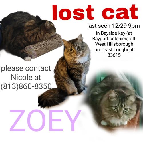 Lost Female Cat last seen Bayport - Tnc-  Bayside Key/ W. Hillsborough ave, Town 'n' Country, FL 33615
