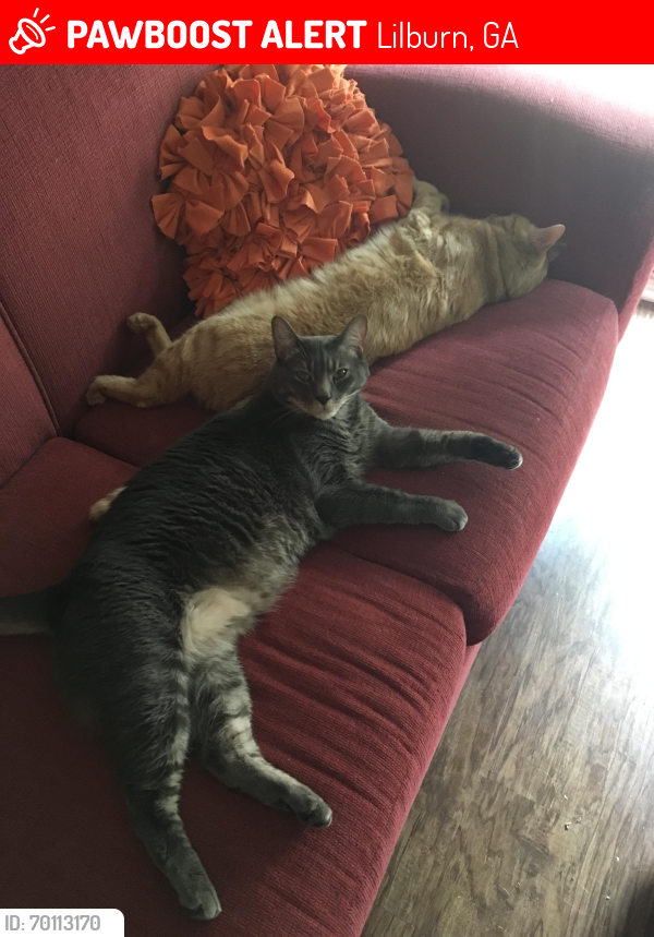 Lost Male Cat last seen Bent River Dr. and Lake Lucerne Rd., Lilburn, GA 30047