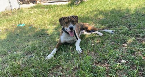 Lost Male Dog last seen Between moody high and lake Belton high.., Bell County, TX 76557