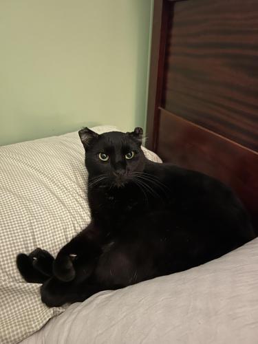 Lost Male Cat last seen Dollar general on the intersection on New Leicester highway and did creek chapel road, Asheville, NC 28806