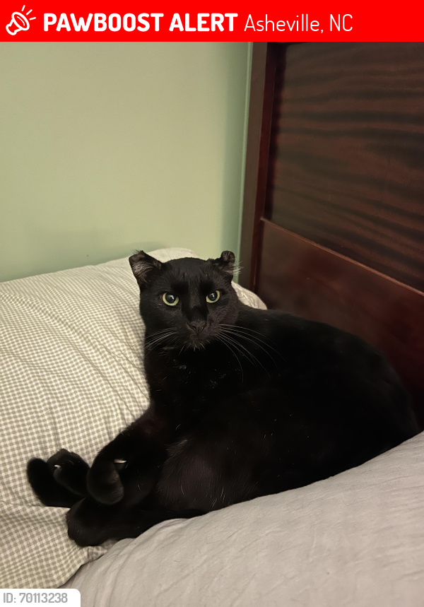 Lost Male Cat last seen Dollar general on the intersection on New Leicester highway and did creek chapel road, Asheville, NC 28806