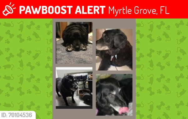 Lost Female Dog last seen Fairfield / Lillian, Myrtle Grove, FL 32506