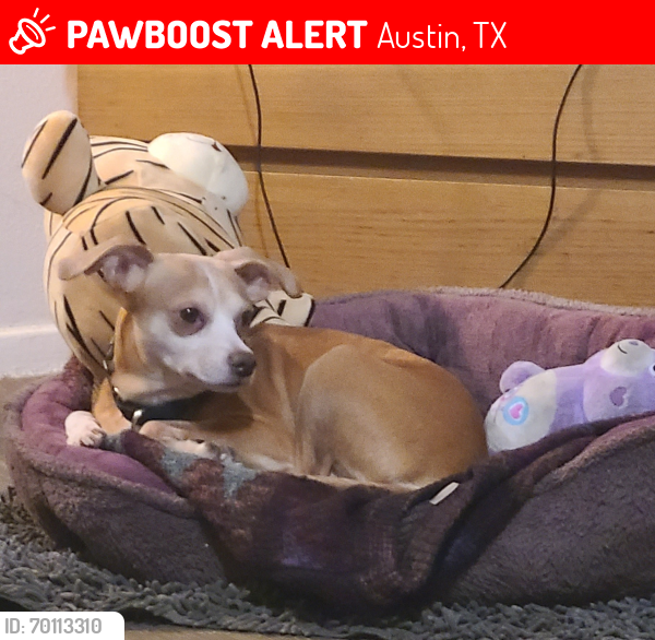 Lost Male Dog last seen Dryfield and Beech , Austin, TX 78758
