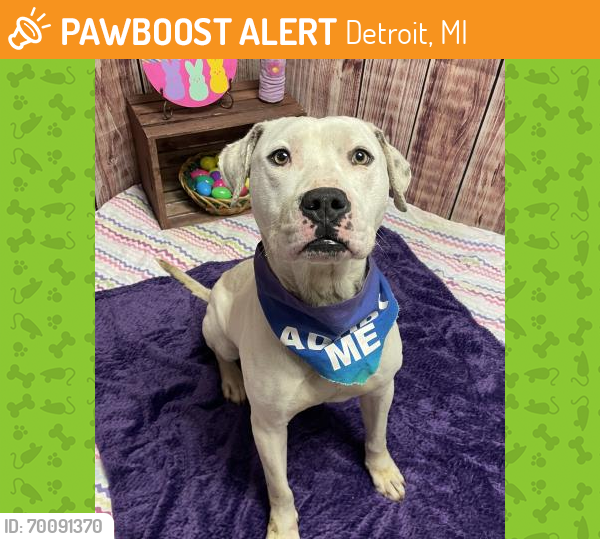Shelter Stray Male Dog last seen Near BLOCK FERGUSON ST, DETROIT, MI 48235, Detroit, MI 48211