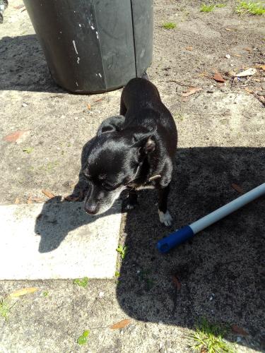 Lost Female Dog last seen Ward Basin, Milton, FL 32583