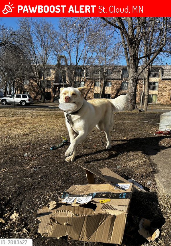 Lost Male Dog last seen 14th St N and Northway Dr, St. Cloud, MN 56303