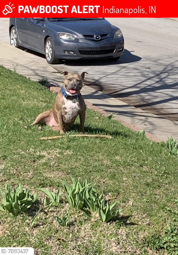 Lost Female Dog last seen N Colorado Ave & Nowland , Indianapolis, IN 46201