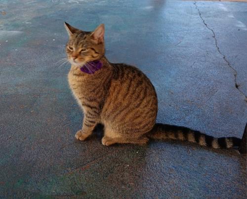 Lost Female Cat last seen Near Medford pl, Lehigh Acres, FL 33936