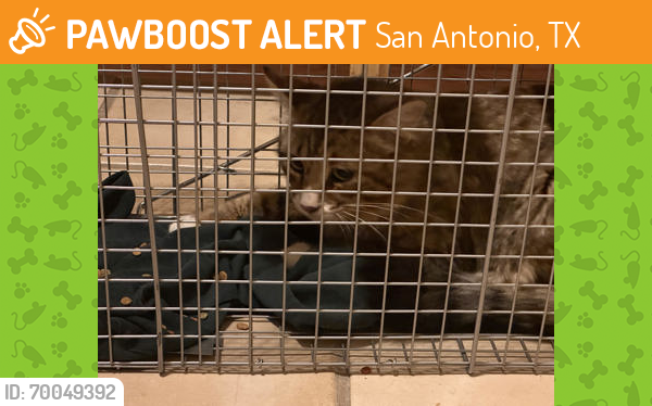 Shelter Stray Unknown Cat last seen San Antonio, TX 78259, San Antonio, TX 78229