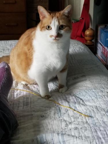 Lost Female Cat last seen Got out of the hse, 705 Riverton Ct., Chesapeake, VA 23322