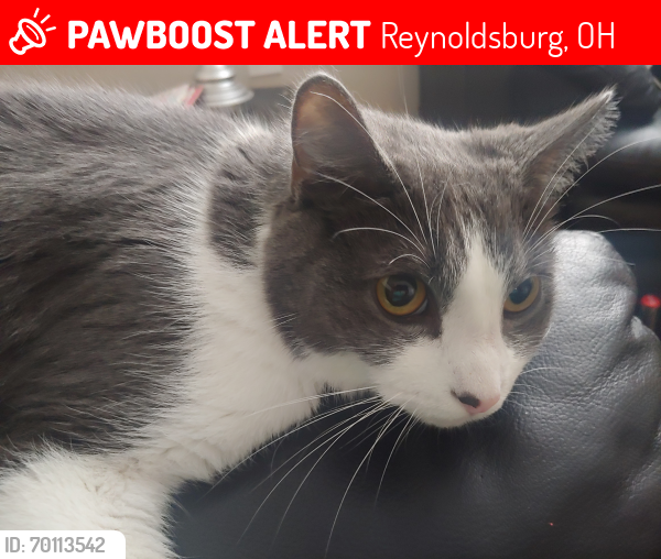 Lost Male Cat last seen Near Greenleaf Dr, Reynoldsburg, OH 43068
