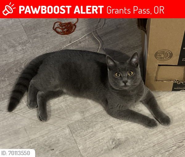 Lost Female Cat last seen Bridge & Laurel, Grants Pass, OR 97526