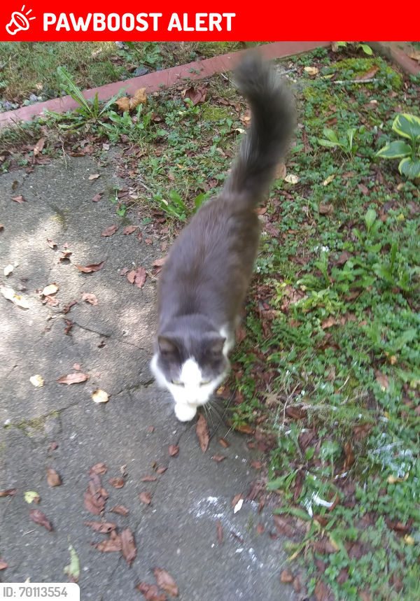 Lost Female Cat last seen Williams Rd right before Gas Station, Monongalia County, WV 26501