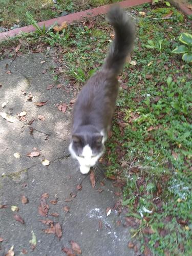 Lost Female Cat last seen Williams Rd right before Gas Station, Monongalia County, WV 26501