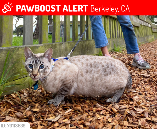 Lost Female Cat last seen Stannage/ Hopkins Intersection , Berkeley, CA 94702