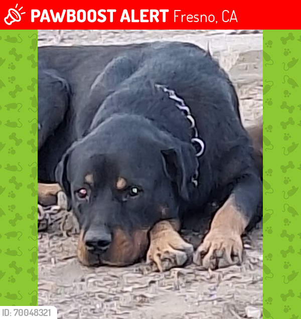 Lost Male Dog last seen Near hwy and S Central Ave, Fresno, CA 93725