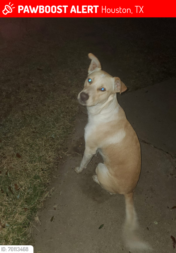Lost Male Dog last seen Shadowdale Dr & Goodrum Rd 77041, Houston, TX 77043