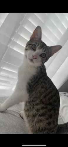 Lost Male Cat last seen S. 5th and Oltorf; 78704 area, Austin, TX 78704