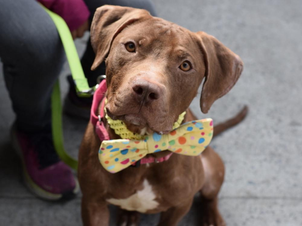 Shelter Stray Male Dog last seen Brooklyn Avenue, BROOKLYN, NY, 11217, New York, NY 11208